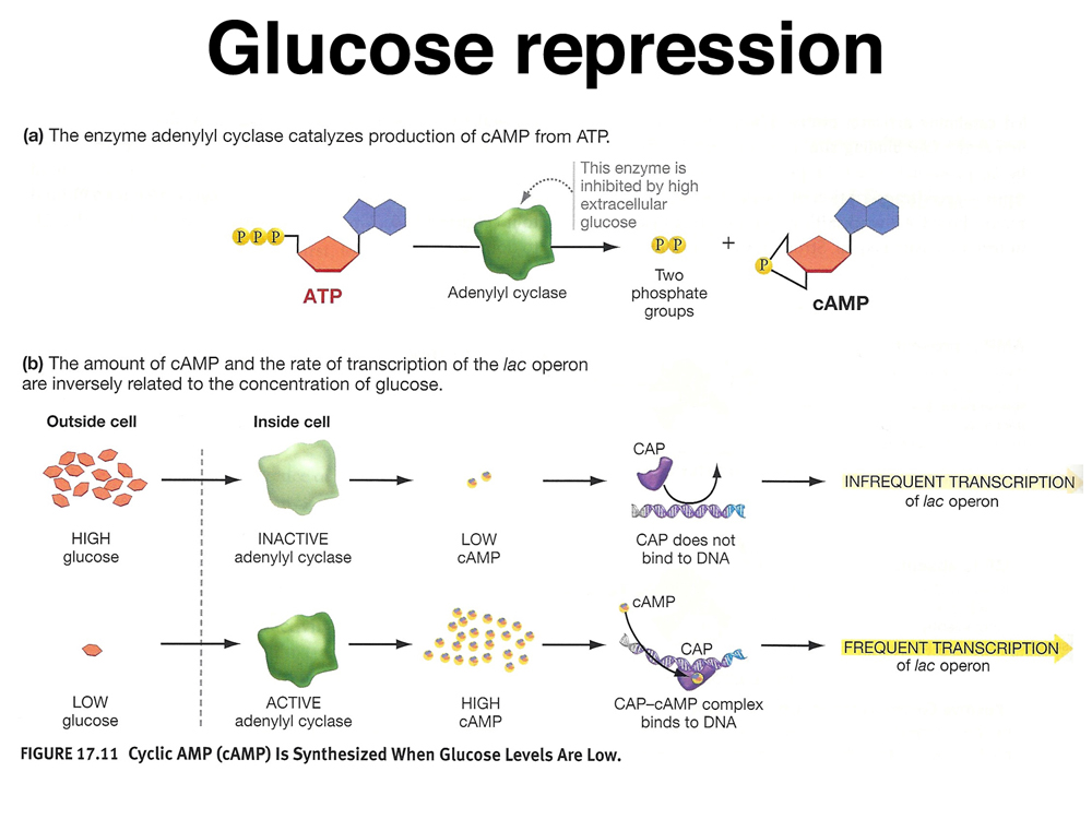 lac operon