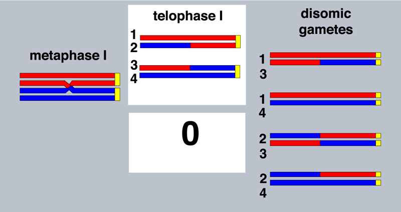 half tetrad