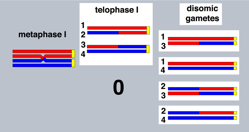 half tetrad