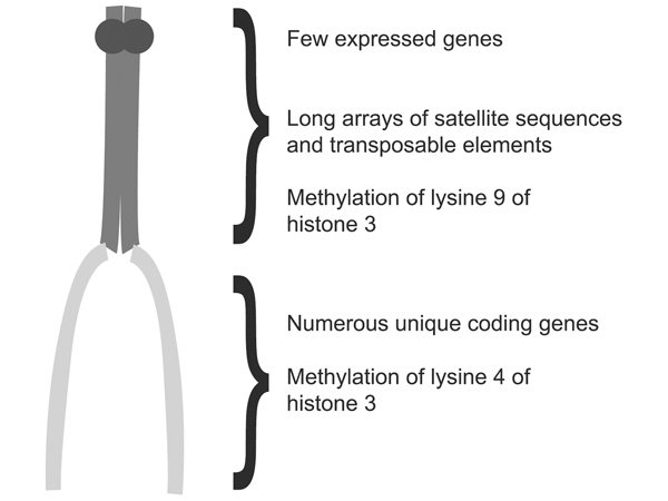 heterochromatin