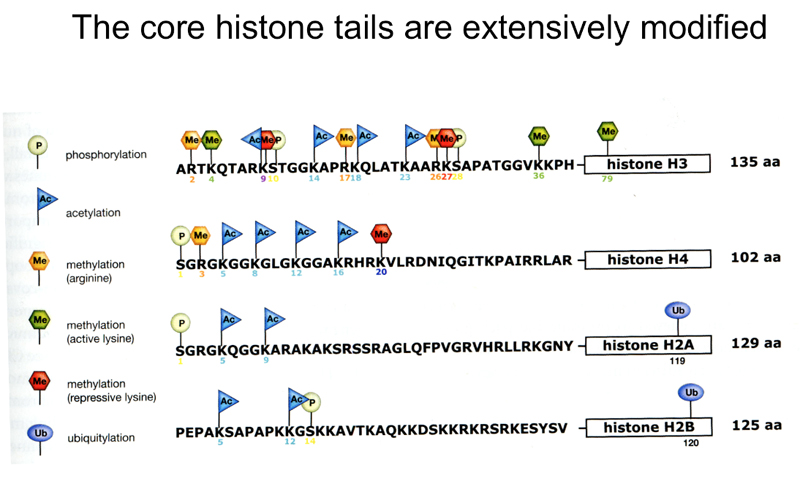 histone tail modifications