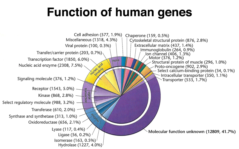 genome structure