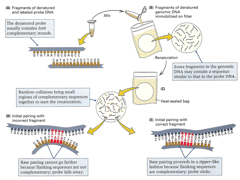 recombinant DNA