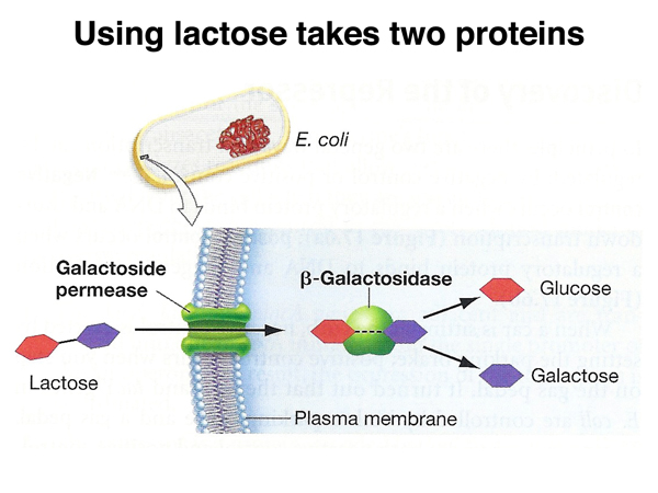 lactose