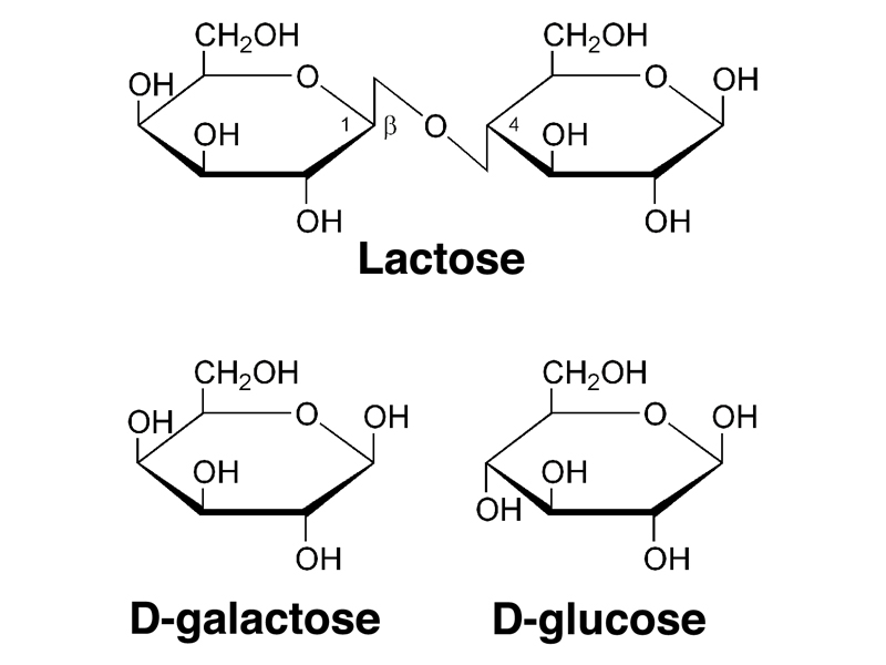 lactose