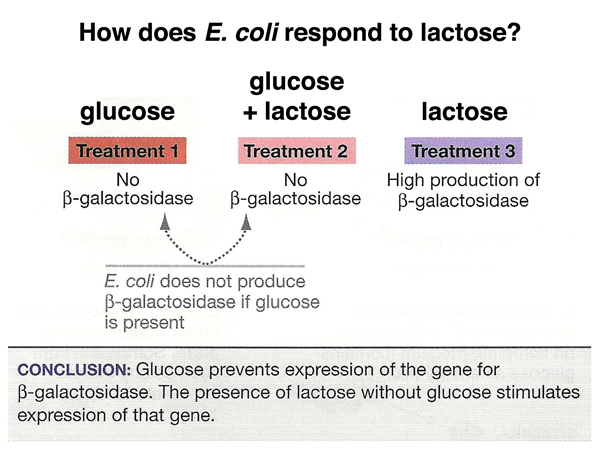 lactose