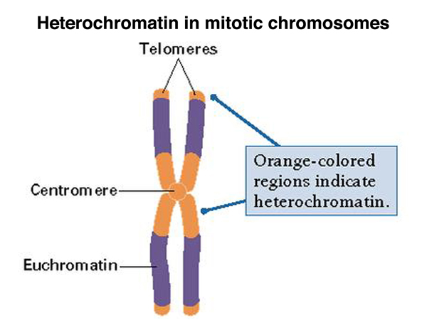 heterochromatin