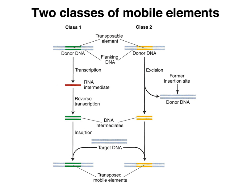 genome structure