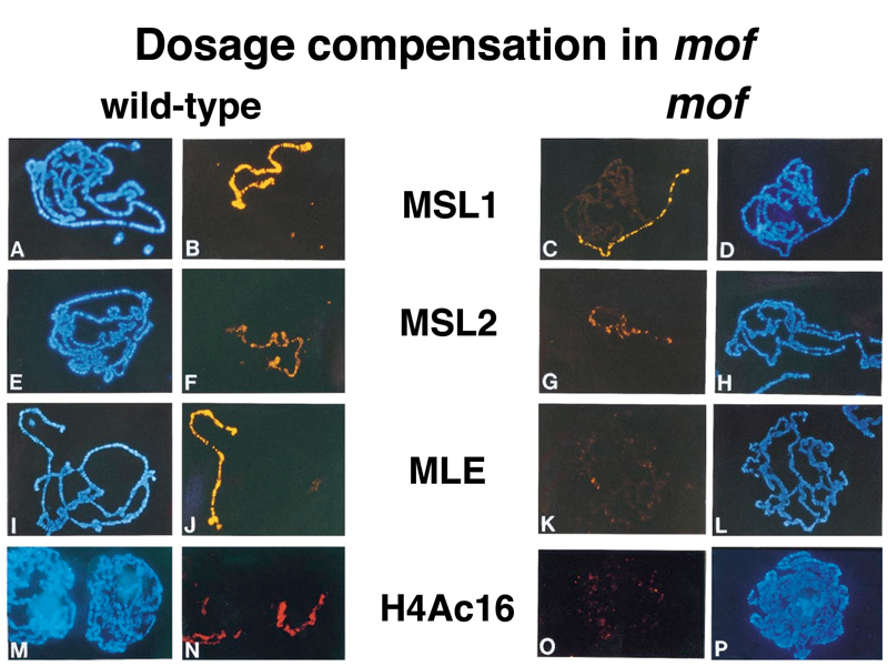 dosage compensation