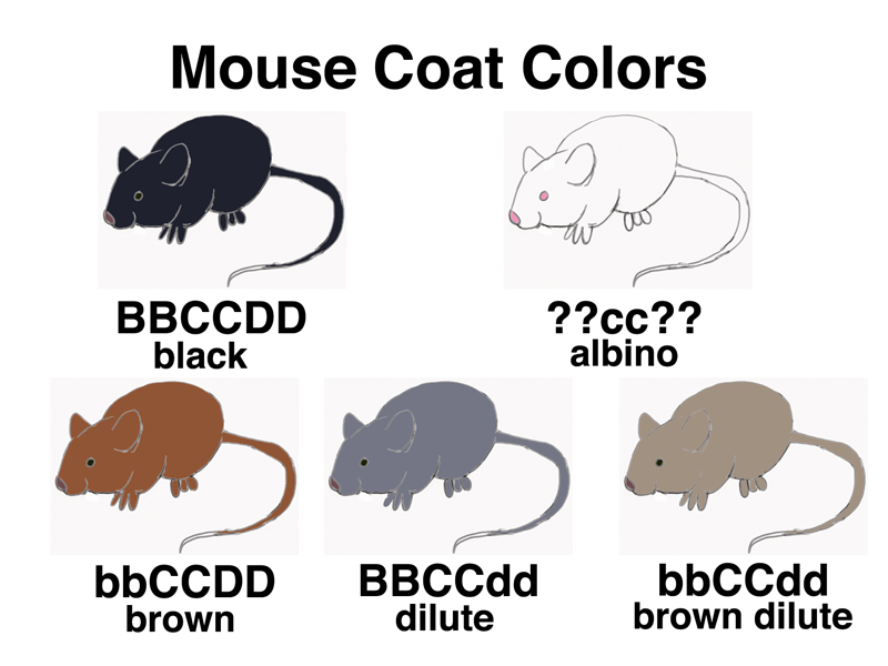 mouse coat colors