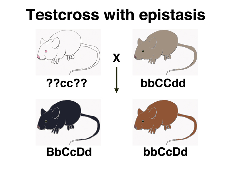 epistasis