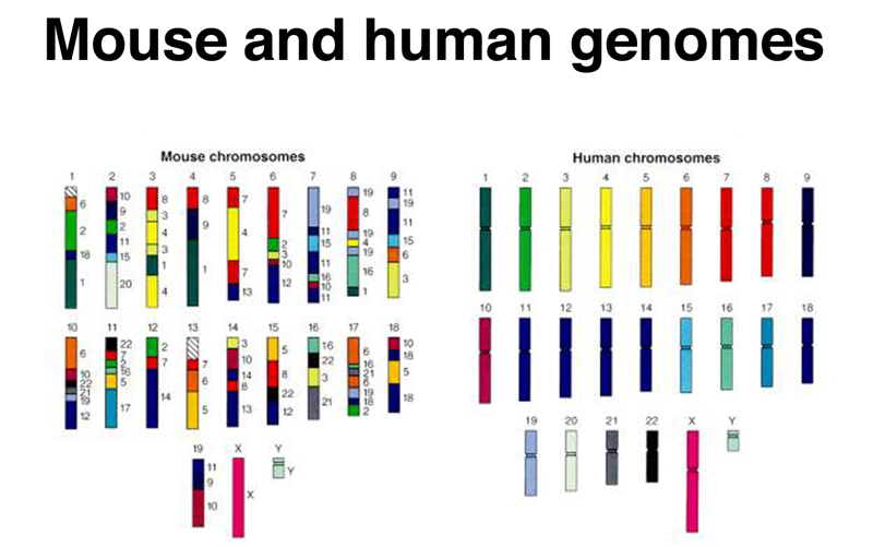 genome structure