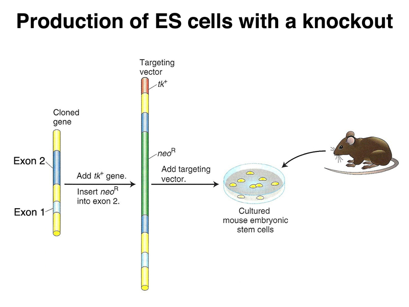 recombinant DNA