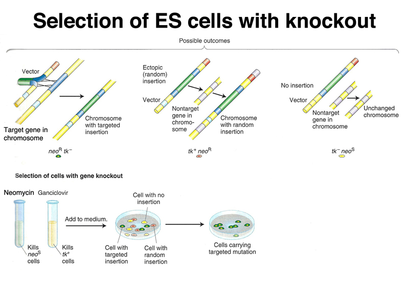 recombinant DNA