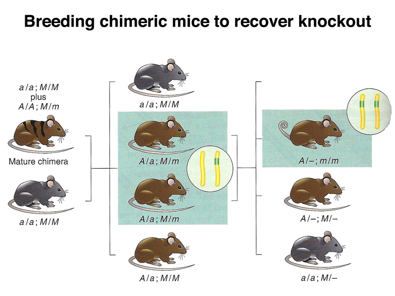 recombinant DNA