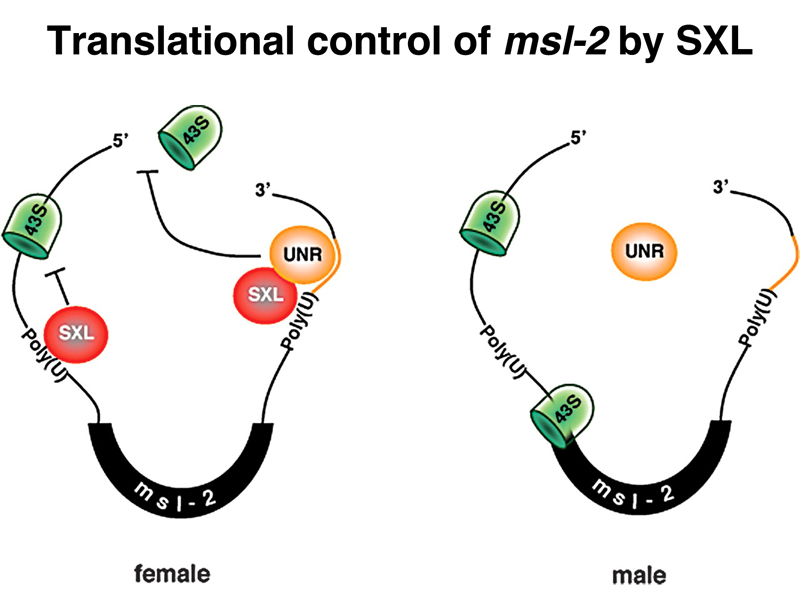 msl-2