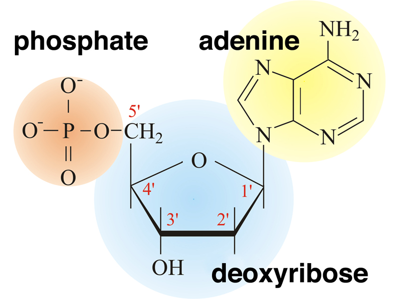 nucleotide