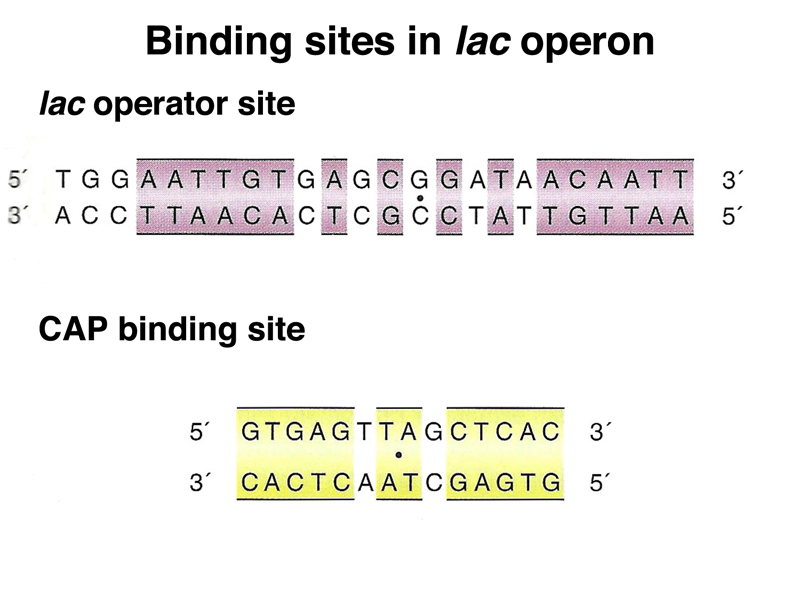 lac operon