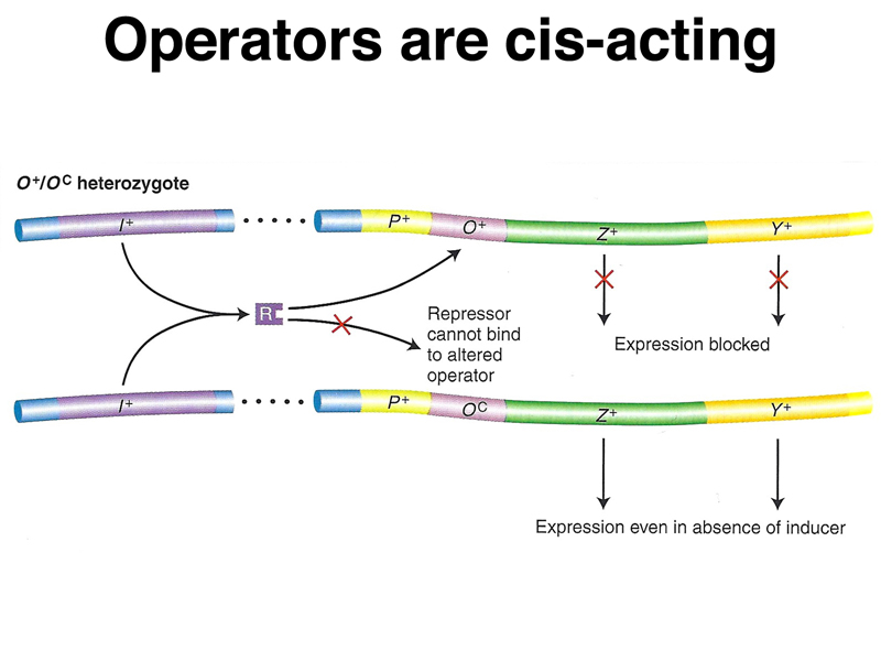 lac operon