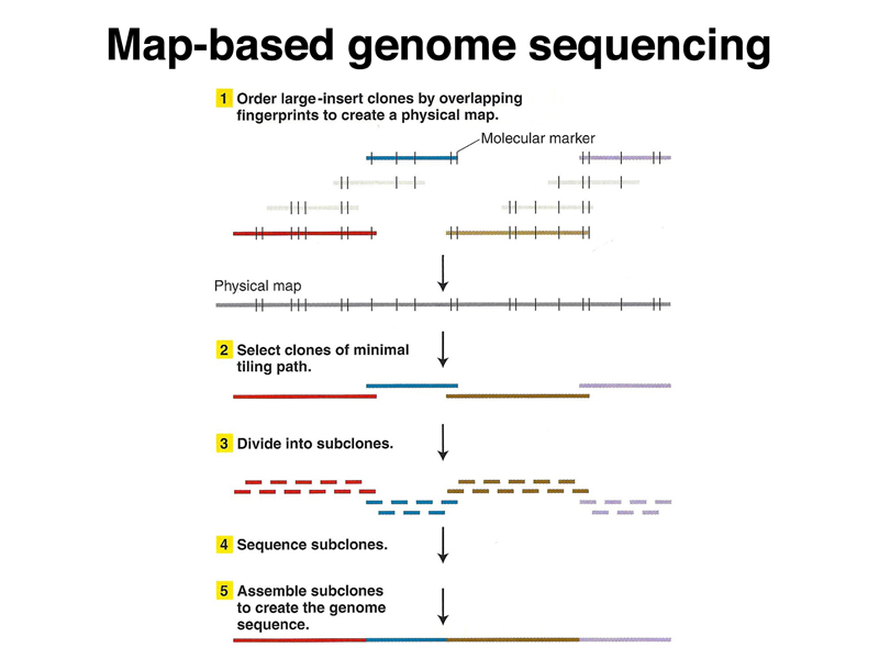 genome structure