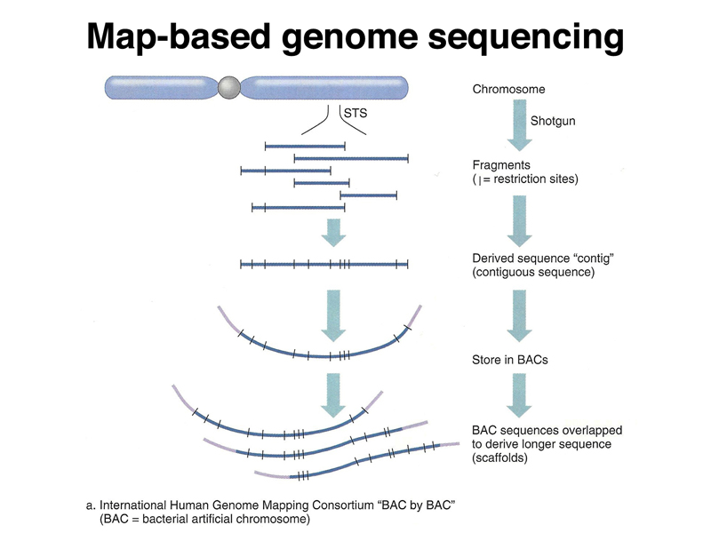 map based genome sequencing        <h3 class=