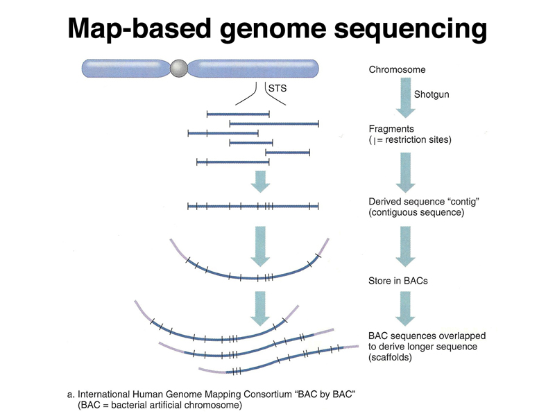 genome structure