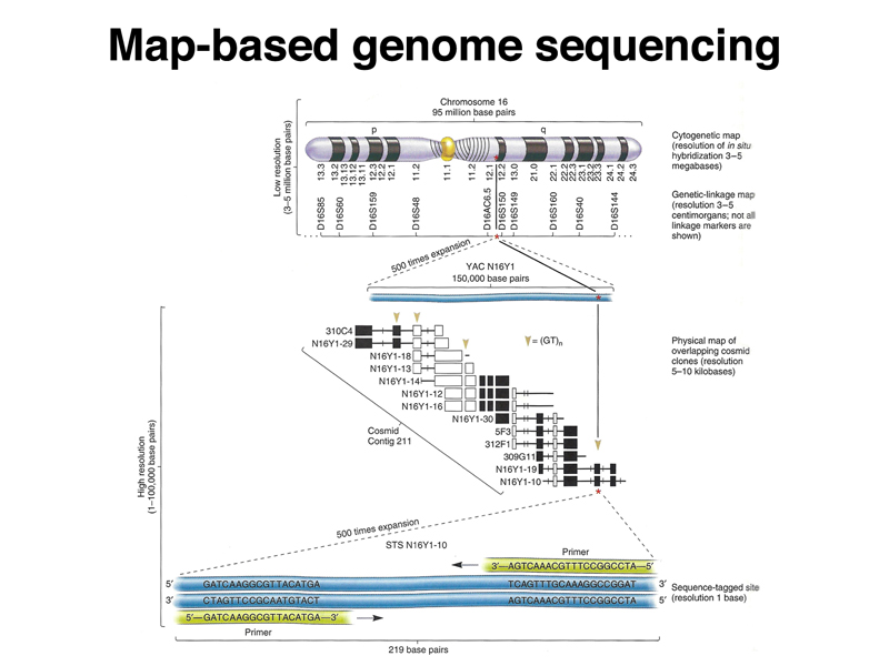 genome structure