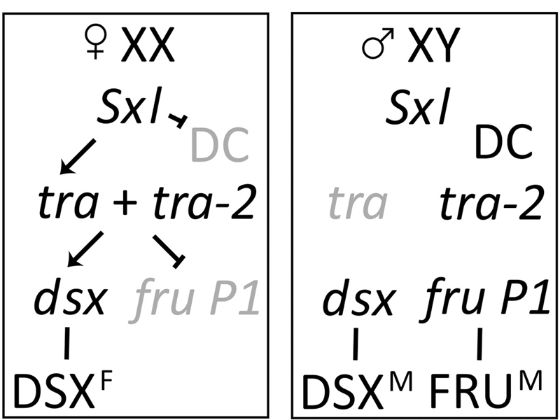 Sxl