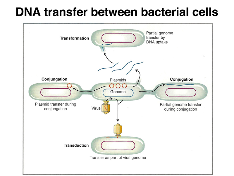 DNA transfer