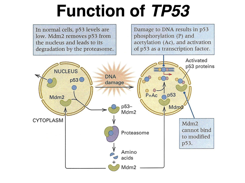 p53