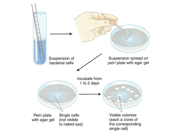 plating bacteria