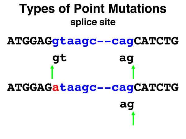 point mutations