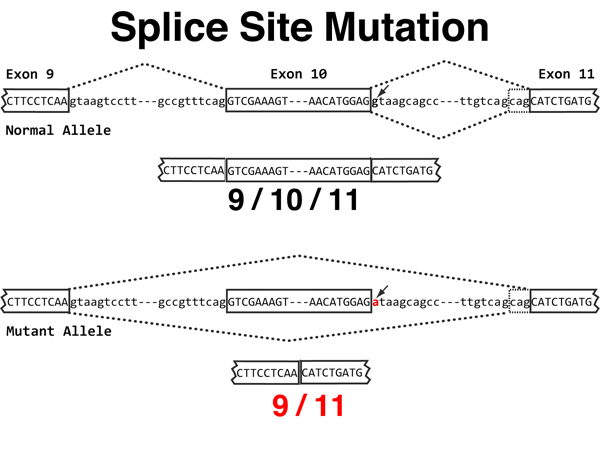 point mutations