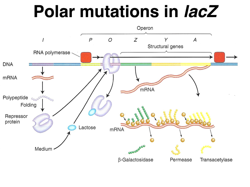 polar mutations