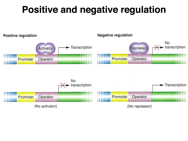 regulation