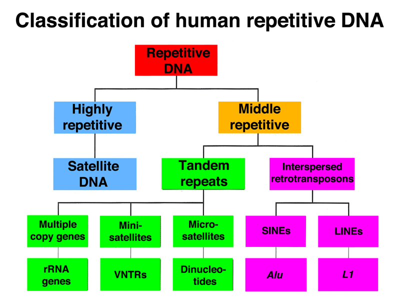 genome structure