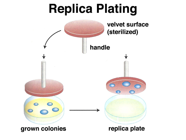 replica plating