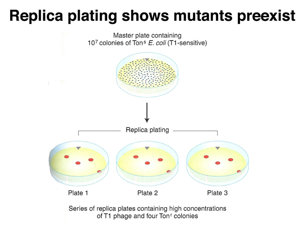 replica plating