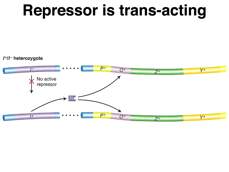 lac operon