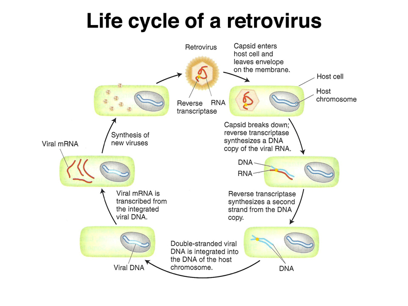 genome structure