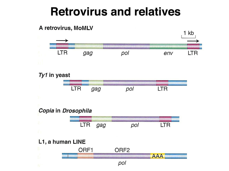 genome structure