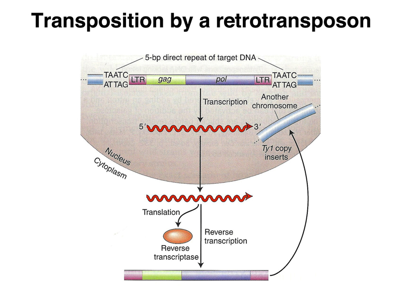 genome structure