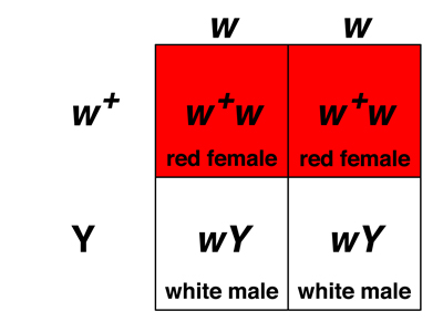 Punnett square