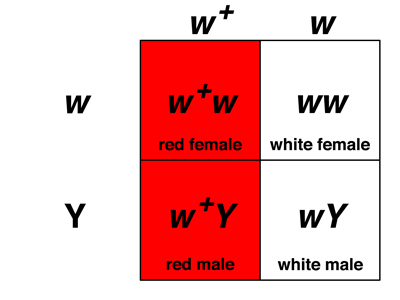 Punnett square