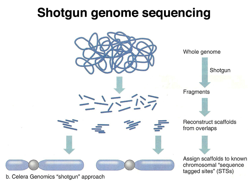 genome structure