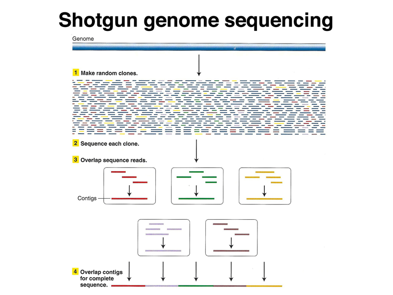 genome structure