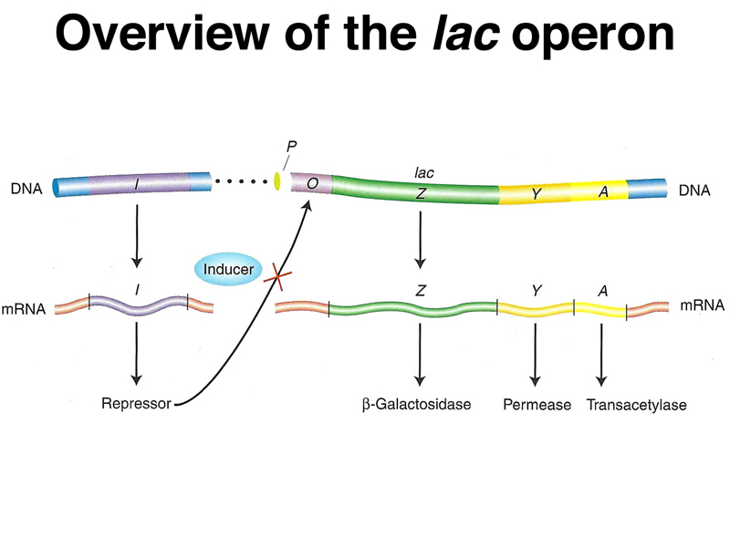 lac operon