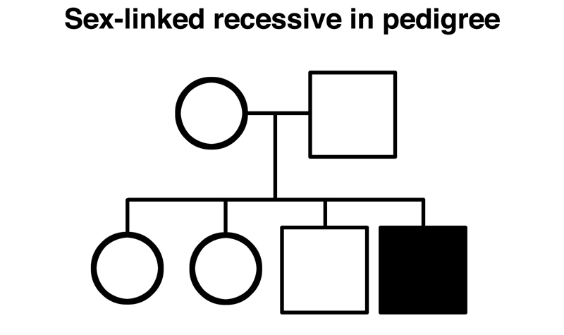 pedigree