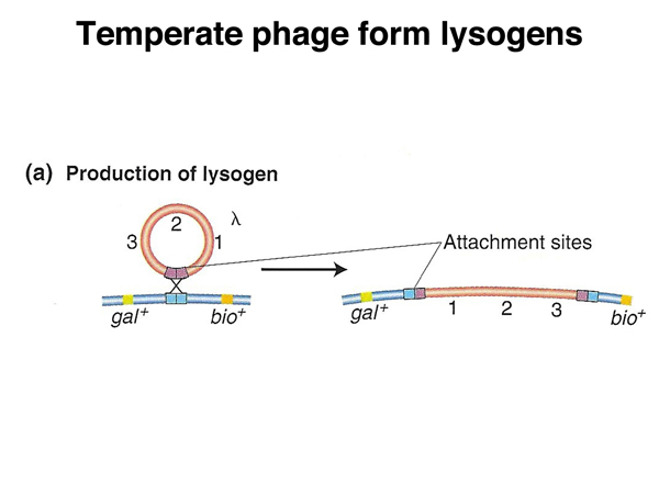 specialized transduction