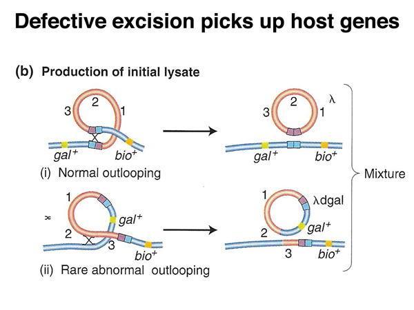 specialized transduction